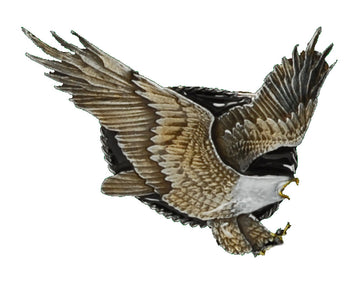 Flying Eagle Bolo Tie